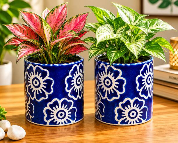 Gupta Homes Blue RD Flower Ceramic Plant Pot Size 4x4inch GH0031-2_Packof2 Plant Container Set