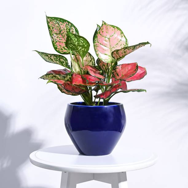 UGAOO Apple Ceramic Indoor Pot - Big Plant Container Set