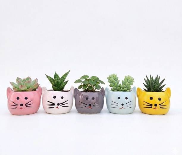 PebbleClay Cute Kitty Small Planter Set for Home & Office | Multicolour | H - 3.5Inch | Plant Container Set