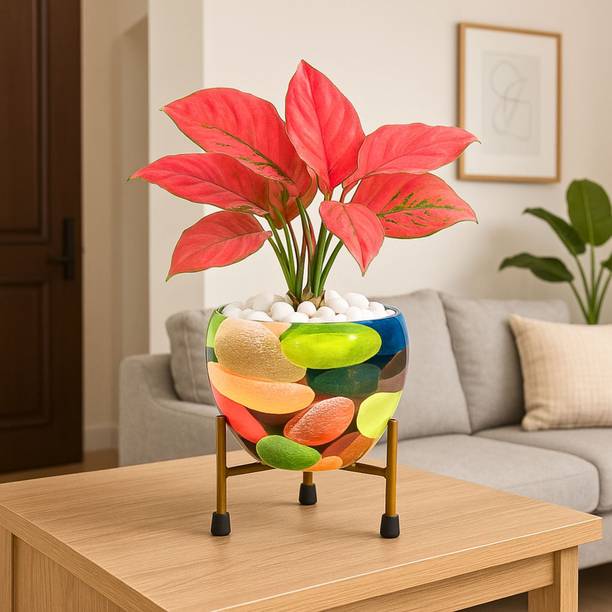 Titir Multicolor Plants Pot Stand for Indoor & Kitchen| 6 inch gamla for plant| Plant Container Set