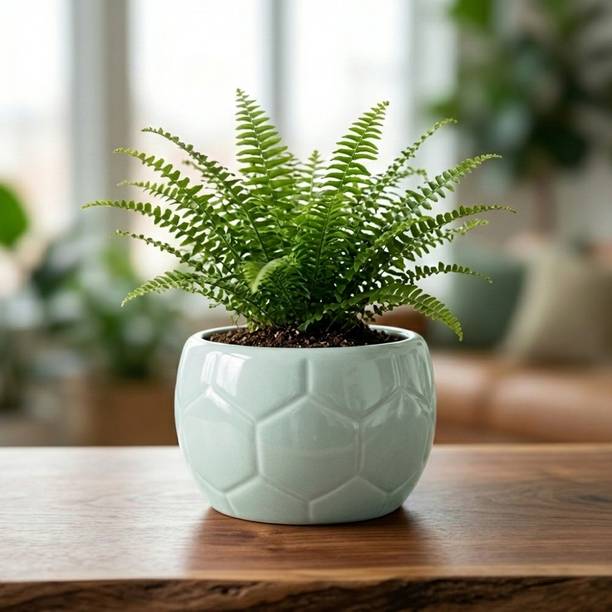 Thekanikadecor Glossy SkyBlue Football Textured Tabletop Indoor Planter. Plant Container Set