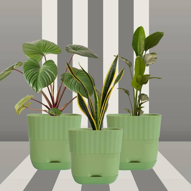 Durevo Green | Self Watering Plastic Plant Pots with Drainage & Saucer (Pack of 3) Plant Container Set