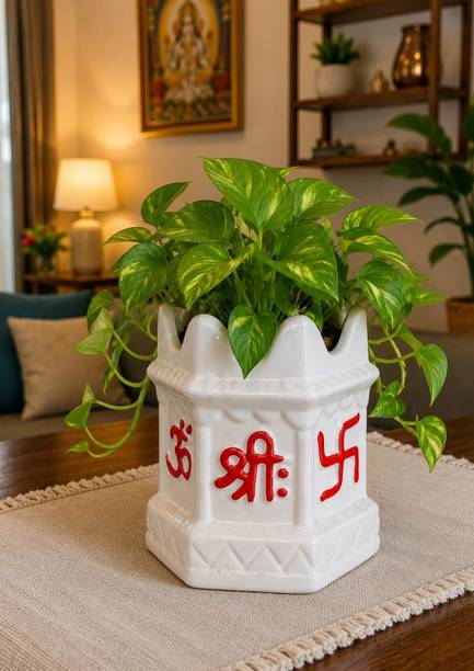 SPTRADING 38_M Plant Container Set