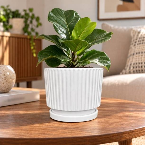 Claycraft Studio White Ribbed Ceramic Pot Plant Container Set