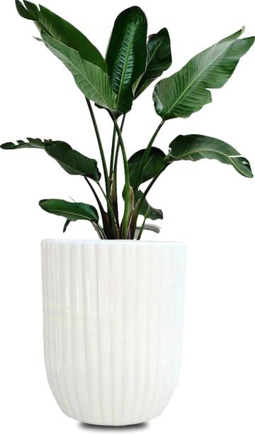 ANDYWARE "Little Wonders Plant Container Set – Stylish 30x25x25 cm Outdoor Planters" Plant Container Set