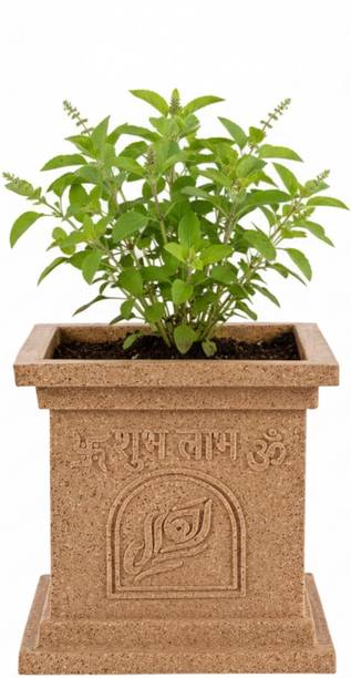 Urban Upvan Elevate Urban Living Rotofiber Tulsi Pot 8 inch| High Grade Polymer| Sand Plant Container Set