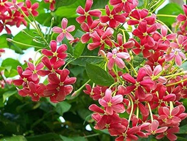 Bappa Mart Madhumalti/Rangoon Creeper