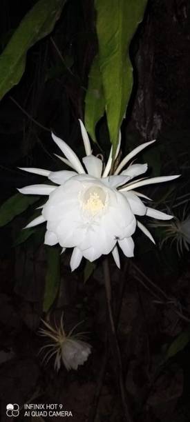 EROANVIA Brahma Kamal Plant