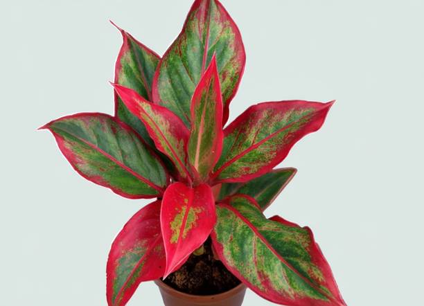 ghg Aglaonema Plant