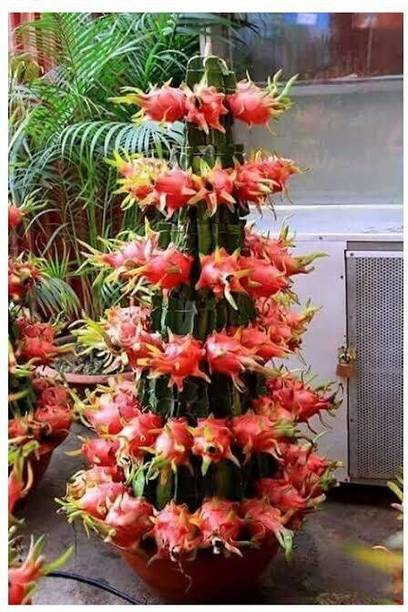 Cloud Farm Dragon Tree