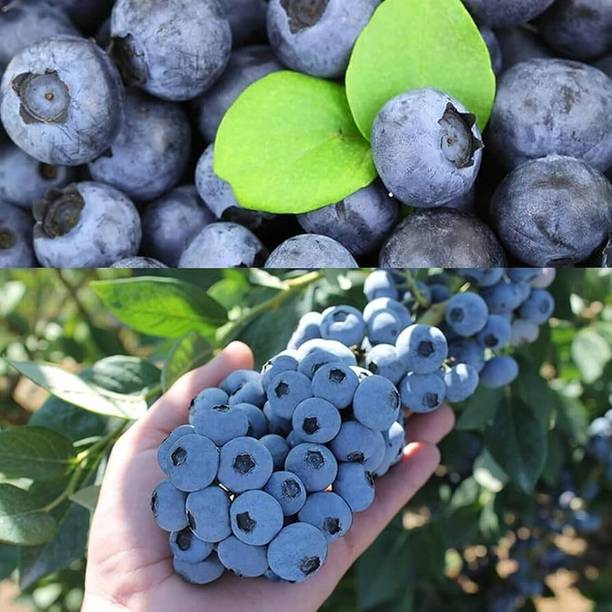GISLENUS Berry Plant