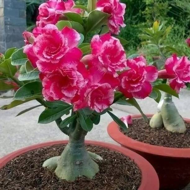 Dutta Adenium Plant, Desert plant
