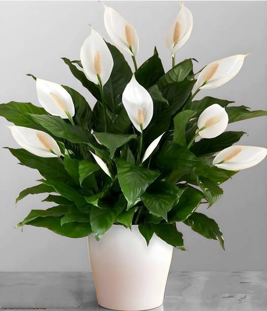 PlantsEarth Peace Lily Plant