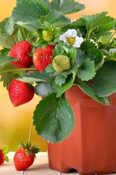 Cloud Farm Strawberry Plant