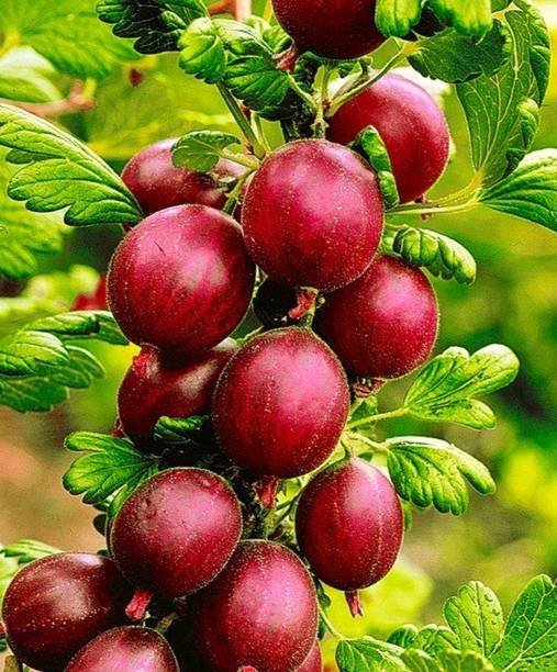 Cloud Farm Amla Plant