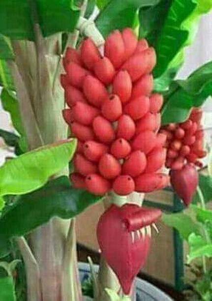 समर्थग्रीन्स केले का पौधा पौधा