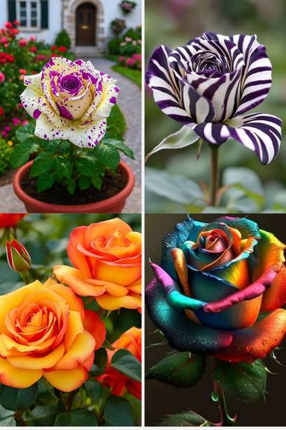 BREEZY BLOOMS Rose Plant