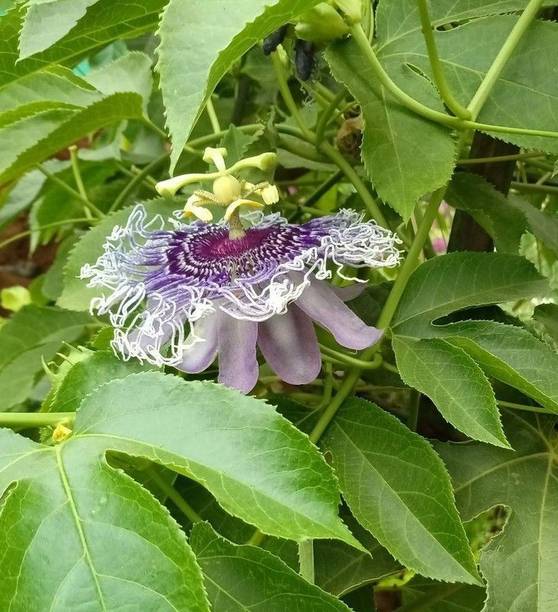 Aclipastal Passion Plant