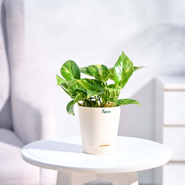 UGAOO Variegated Money Plant