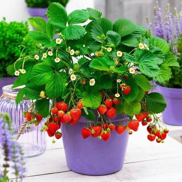 AloGardening Strawberry Plant