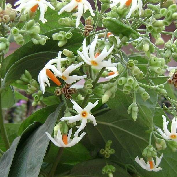 chiku Parijat/Harsingar Plant
