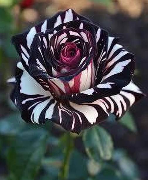 Pakhi Green House Rose Plant