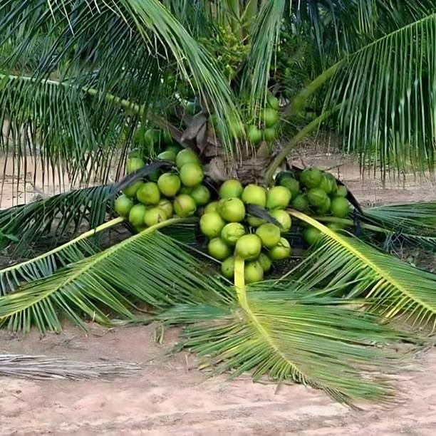 Green view Coconut Plant
