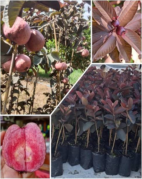KPBHANDER Guava Plant