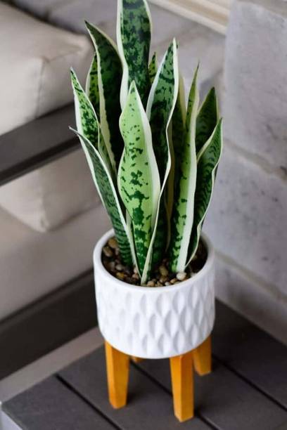 SAIQUALES Snake Plant