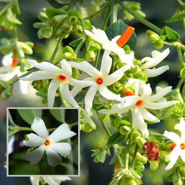 PetalPath Parijat/Harsingar Plant
