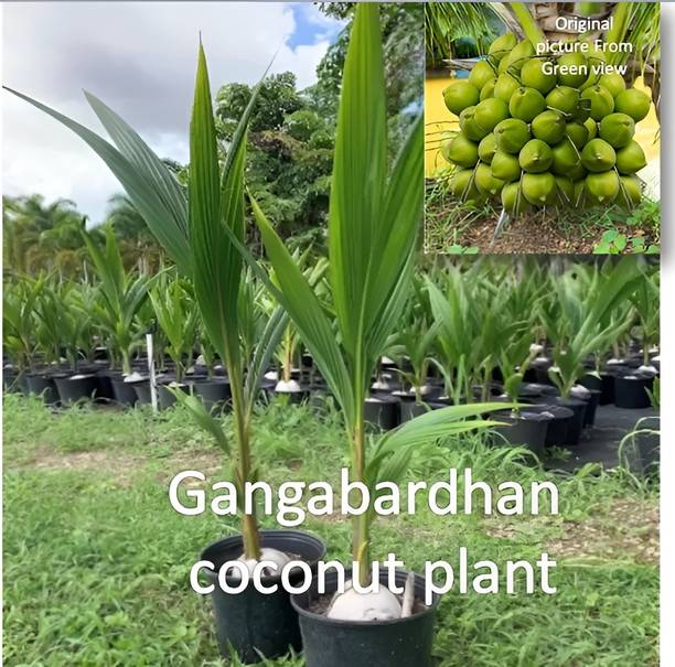 Green view Coconut Plant