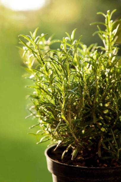 SKDIYA Rosemary Plant