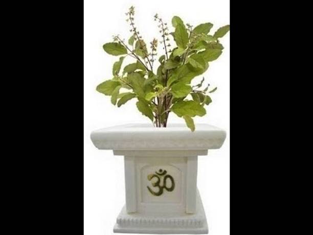 MiracleGarden Tulsi Plant
