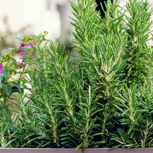 LifeShowMe Rosemary Herb Plant