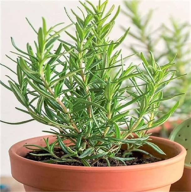 Dutta Rosemary Herb Plant, Rosemary Plant