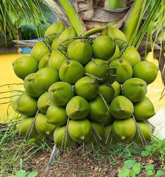 Green view Coconut Plant