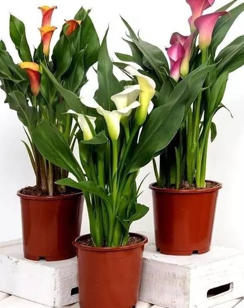 BALUBITA Peace Lily Plant