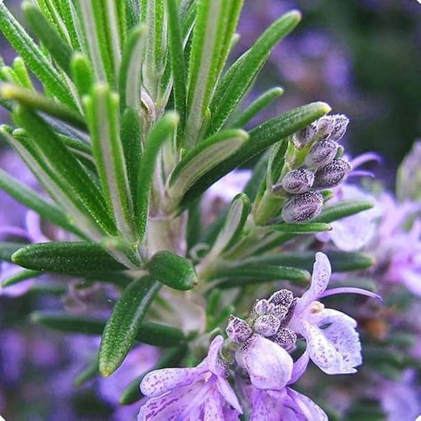 Cloud Farm Rosemary Plant