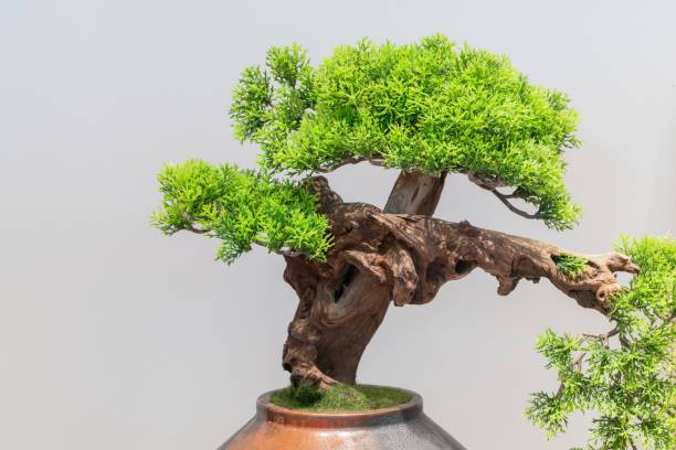 AloGardening Ficus Bonsai