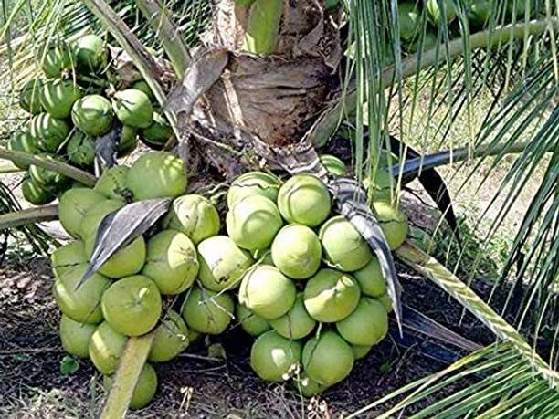 saikat Coconut Plant