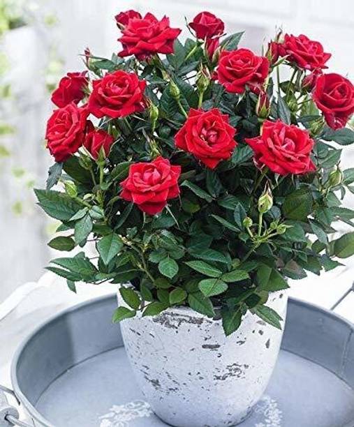 Cloud Farm Rose Plant