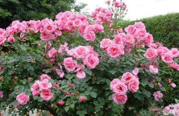 ABC Rose Plant