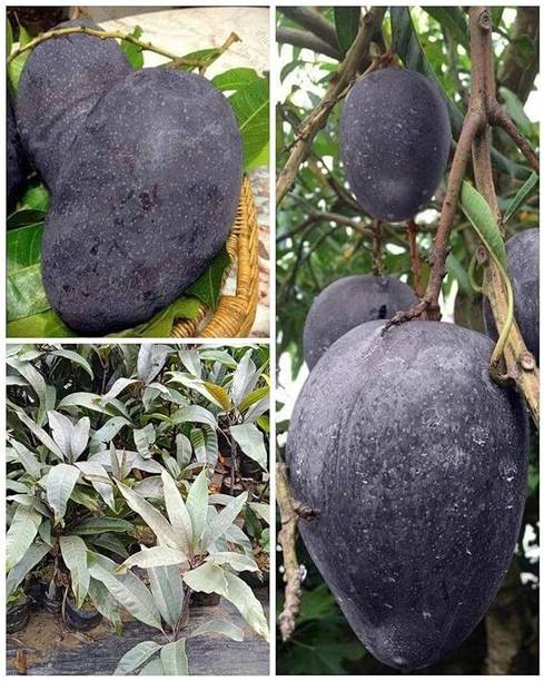 dey and roy Mango Plant