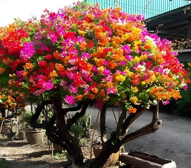 Green view Bougainvillea Plant