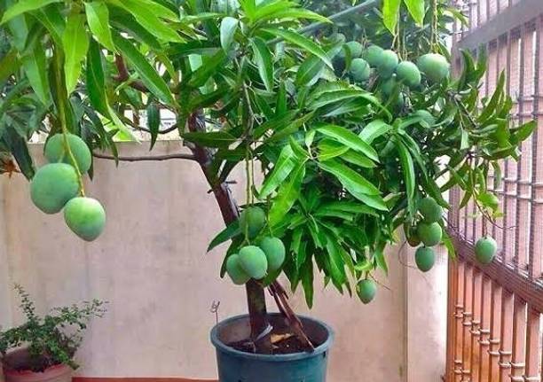 Thai All Time Grafted Mango Plant