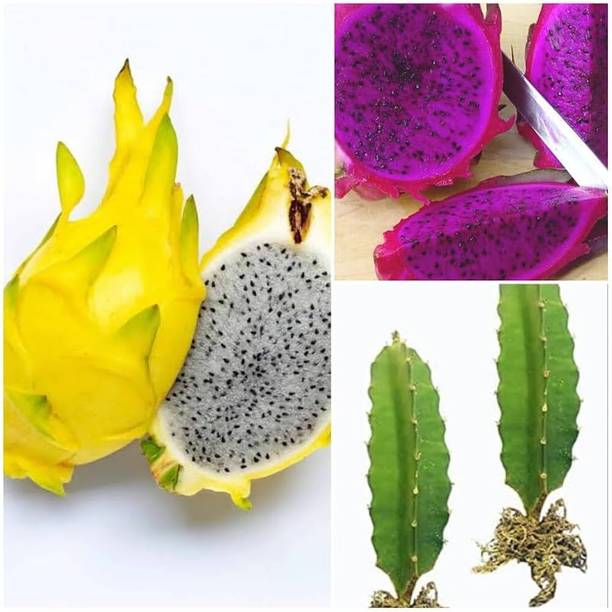 IzazNursery Dragon Tree