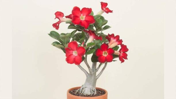 SHREYAGREEN Adenium Plant
