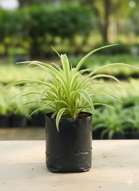 hobbi traders Spider Plant