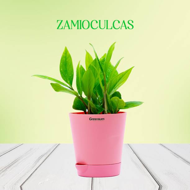 Greenium Zamia Plant