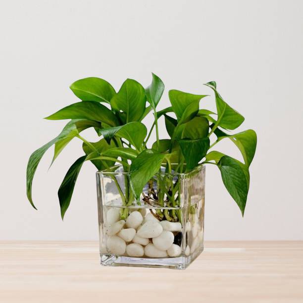 DEY CRAFT Money Plant